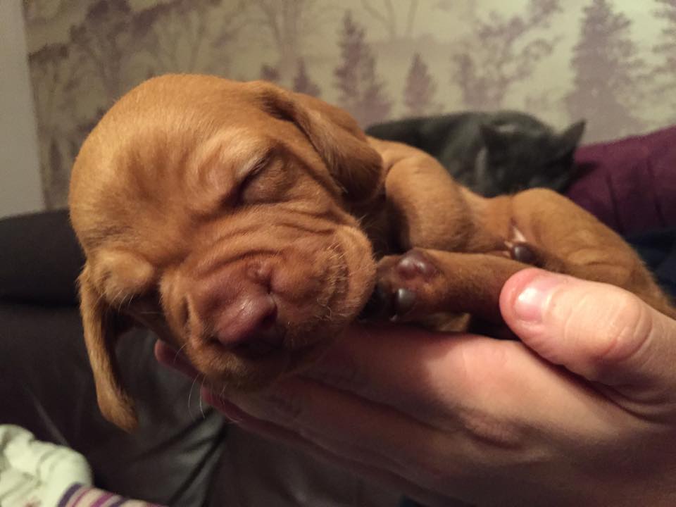 Leo at 3 weeks old