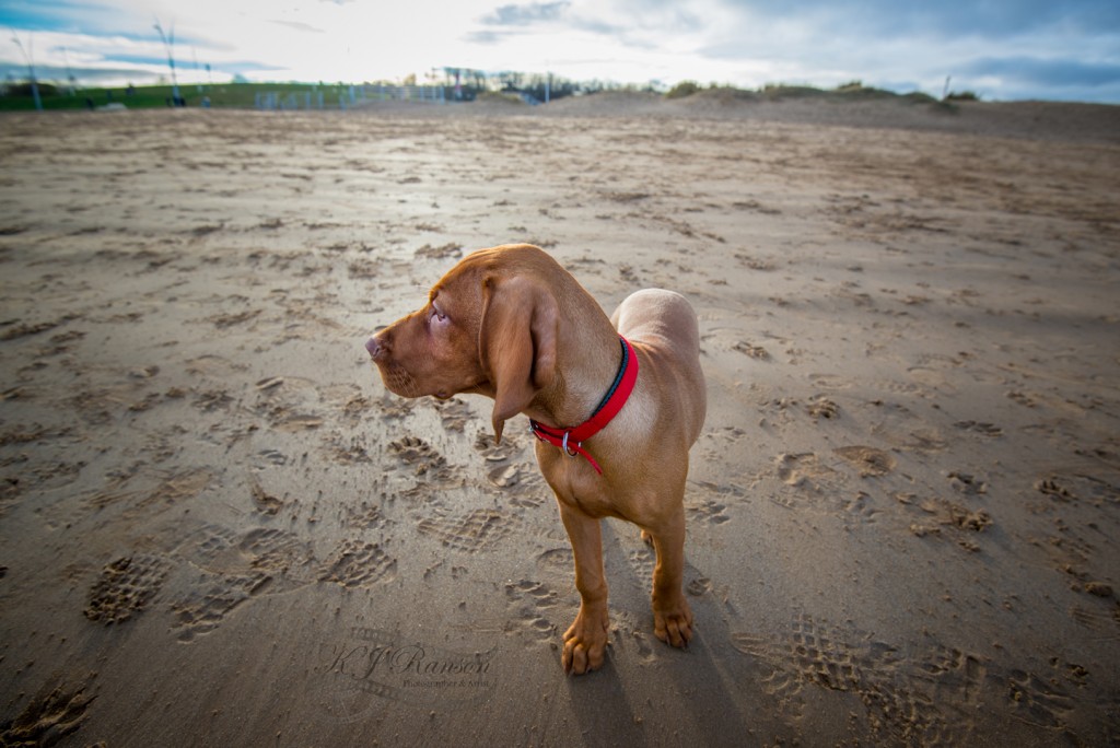 hungarian viszla puppy