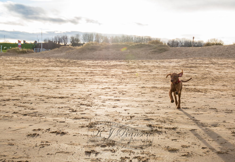 Running free at south shields 