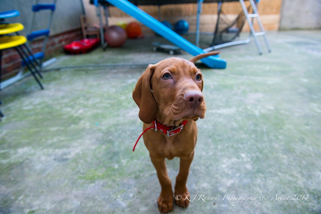 hungarian viszla puppy